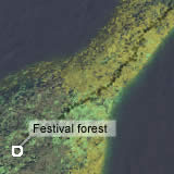 Festival forest